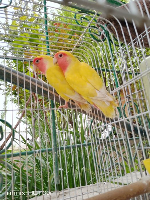 Неразлушка битта индан иккиси 7 ойлик, кафаси билан 500 000 сўмг