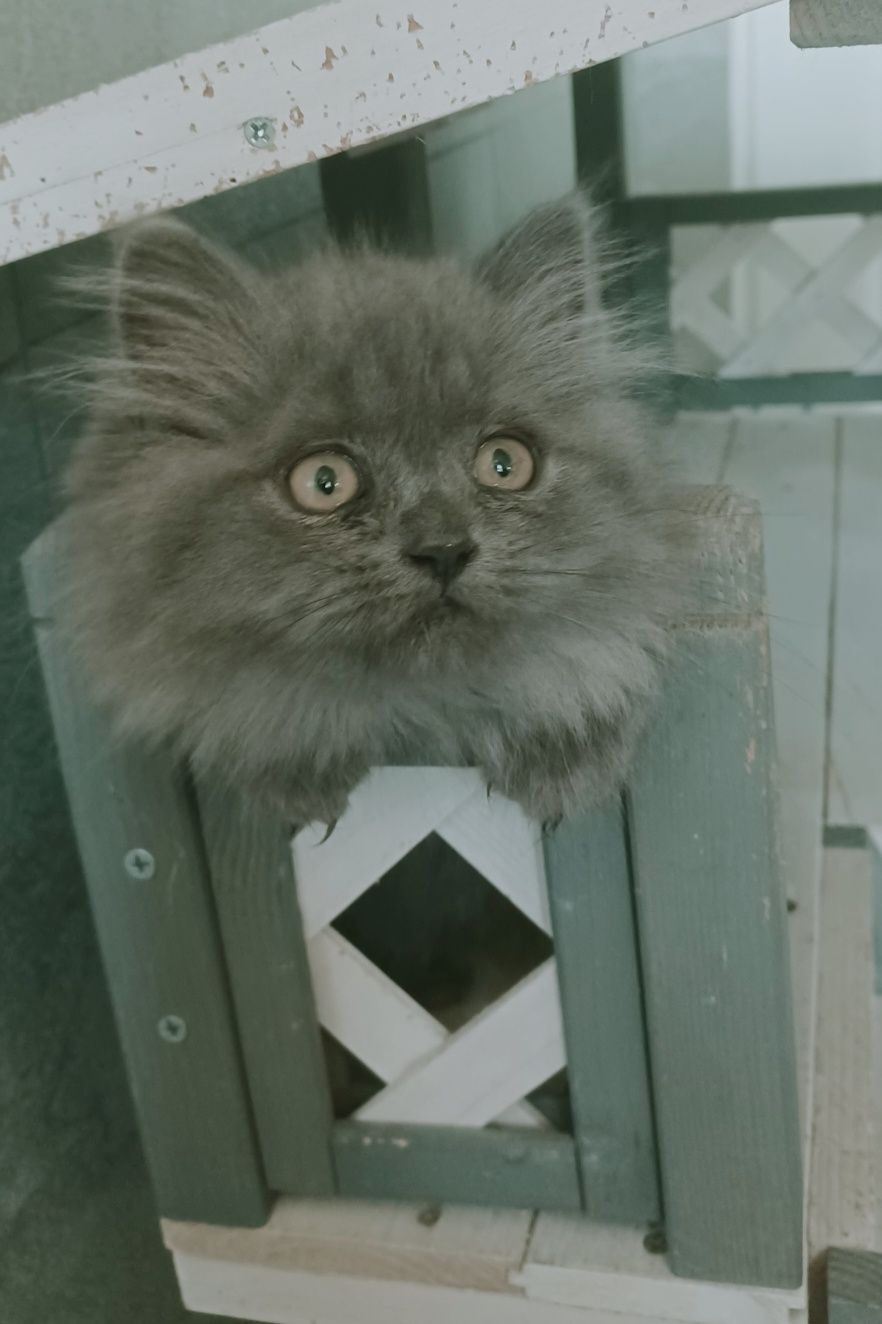 British longhair