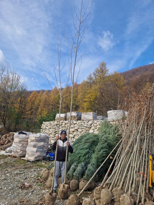Copaci ornamentali platan mesteacăn tei