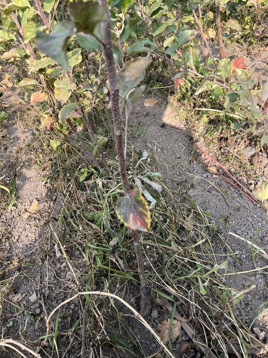 Саженцы яблони сорта золотой