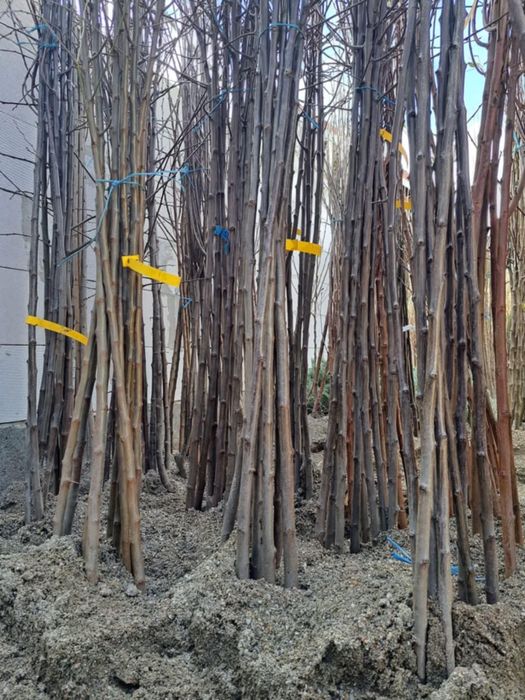 Pomi fructiferi Altoiți