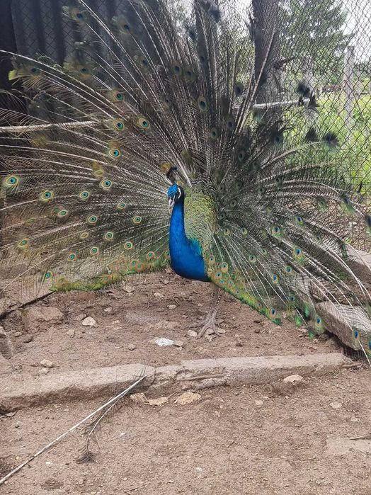 Мъжки паун на 2г