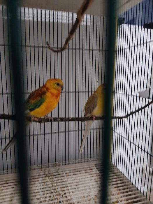 Papagali, cantatori si nimfe