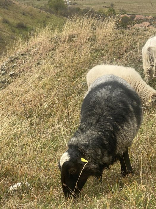 Berbec Romanov din martie 2024