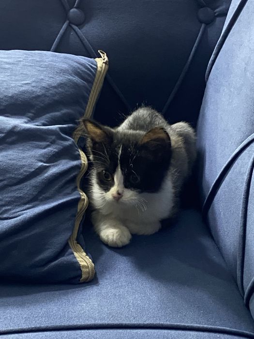 Отдам котенка в добрые руки