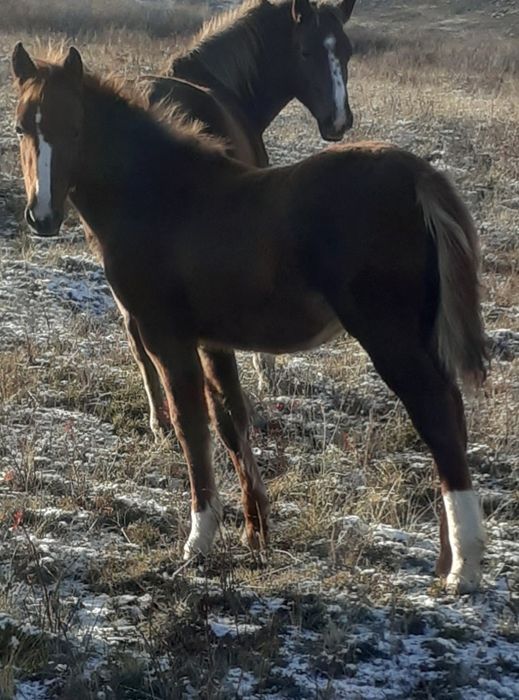 Продам жабагы на согым цена 200000 тыс