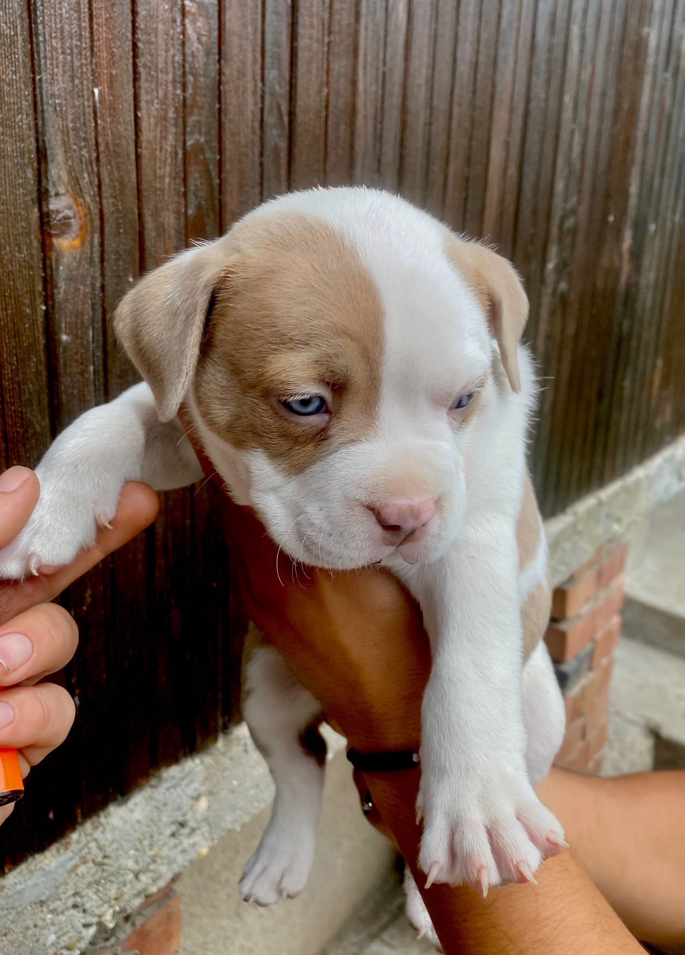 American bully pocket бебе