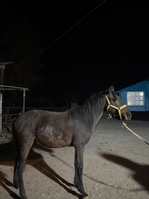 Срочноо продается!!!