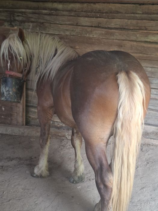 Vând armăsar de aproape 3 ani