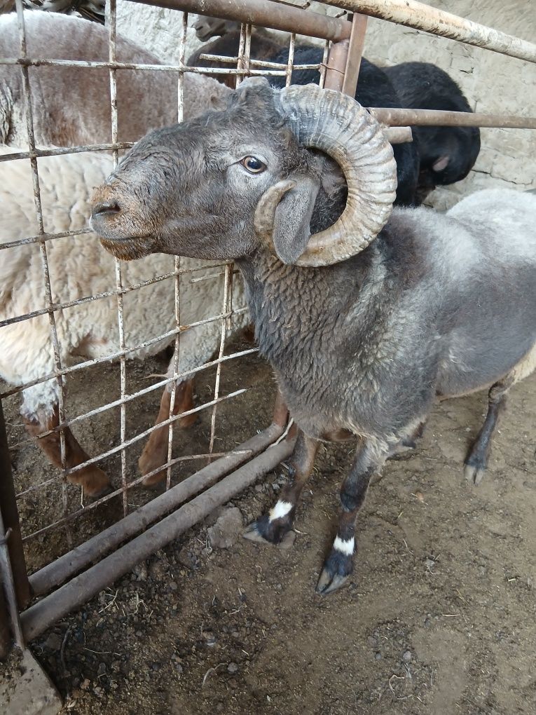 Qo'chqorlar sotiladi. Suyib ham beriladi. Navoiy