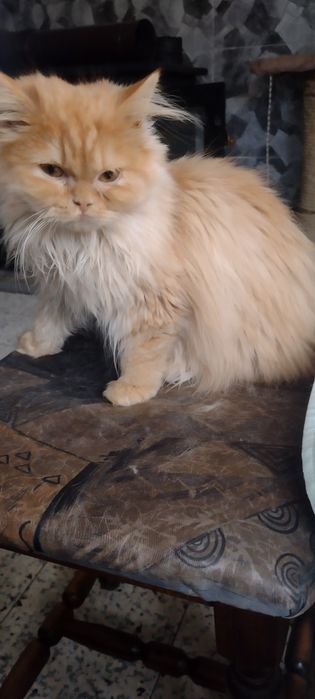Персийско котенце