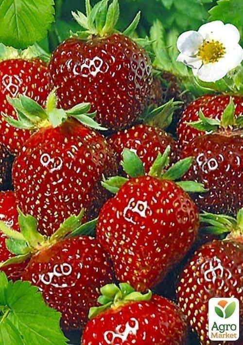 Разсад Ягоди сорт Клери