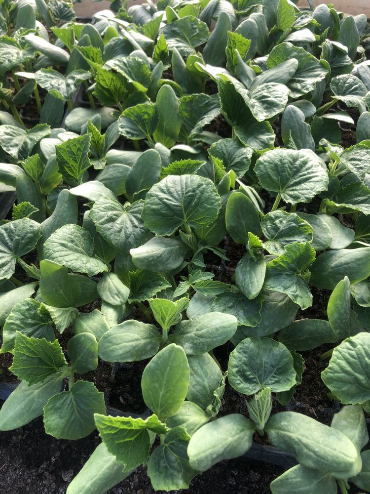 Rasaduri legume, plante aromatice,lubenite, pepeni.