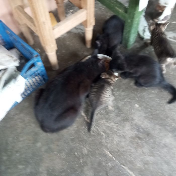 Donez pisoi agili și jucăuși