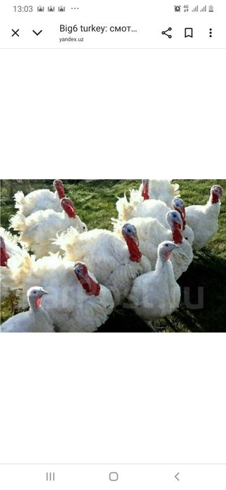 Kurka / induk / индук / курка / индутка / indudka