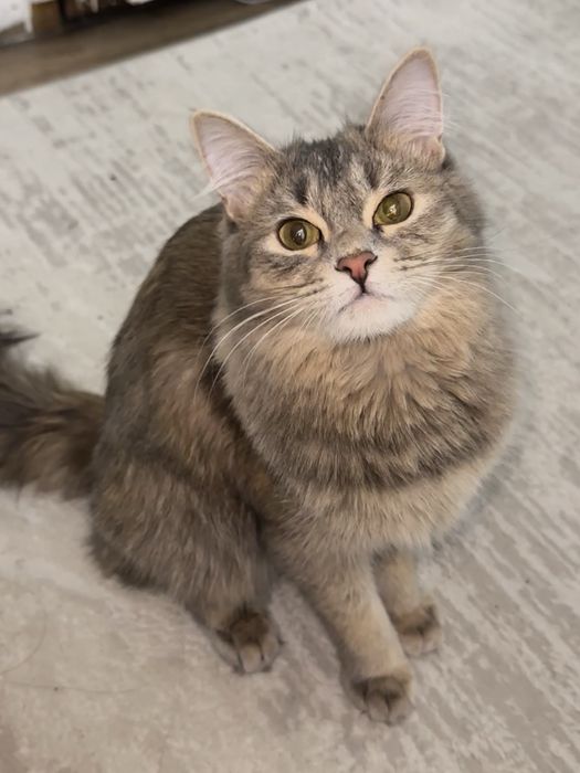 Котёнок, девочка