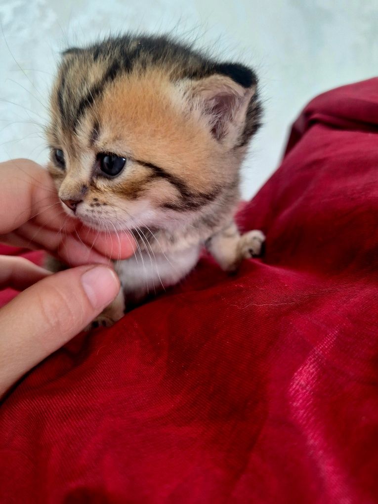 Скотиш фолд.Сотилади