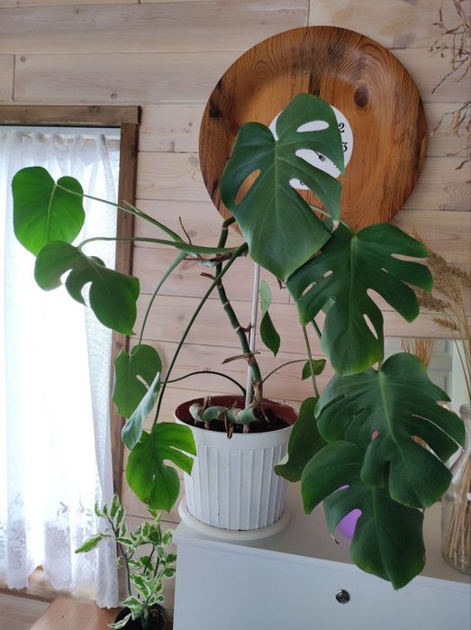 Монстера цветок комнатный