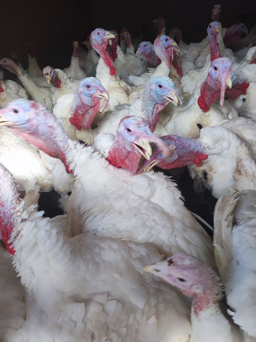 Vând curcani de carne