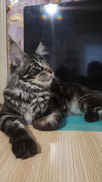 Мей кун вязка на котёнка