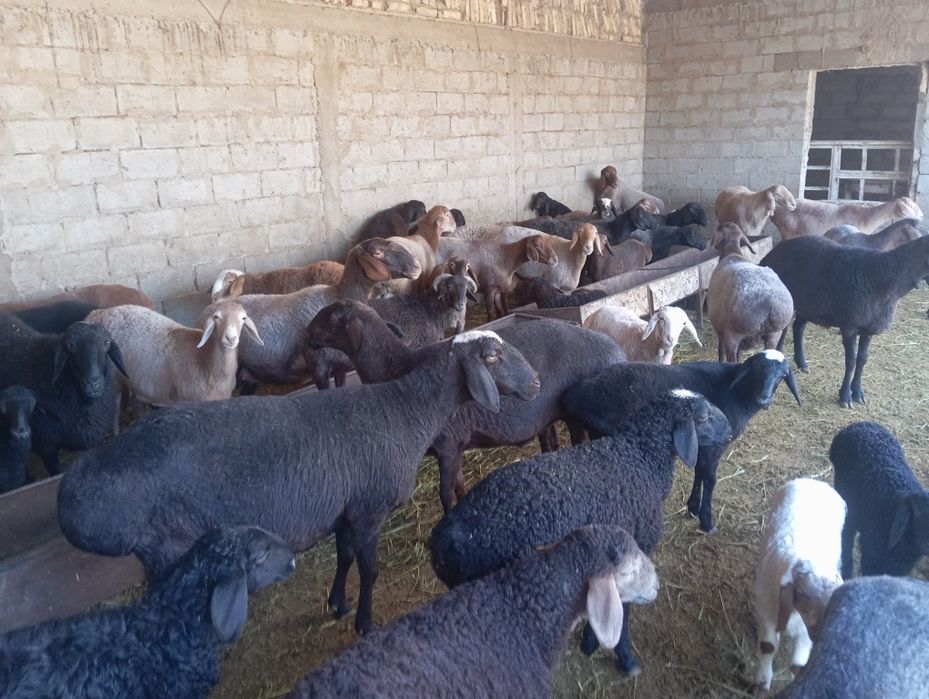 Semiz qoʻy va qōchqorlar bor