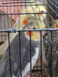 Продается попугай корелла(самец) ,почти год.