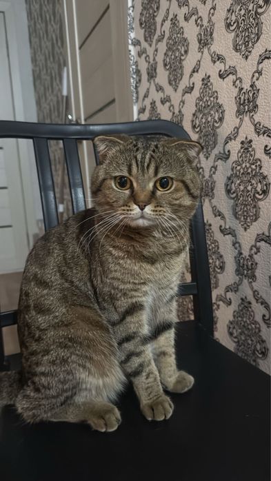 Случка с продестым котом бретанец веслоухий