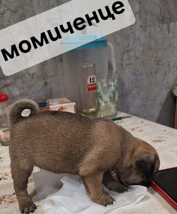 Продавам чистокръвни мопсчета