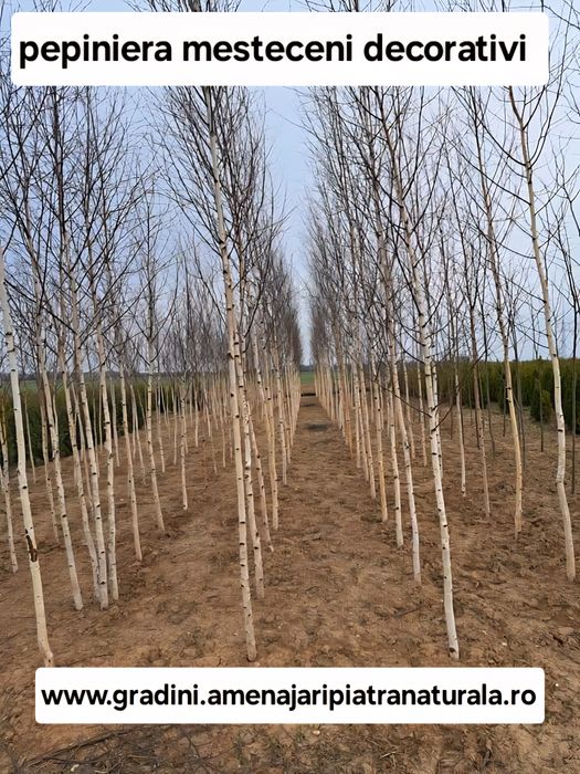Mesteacan alb (betula pendula)