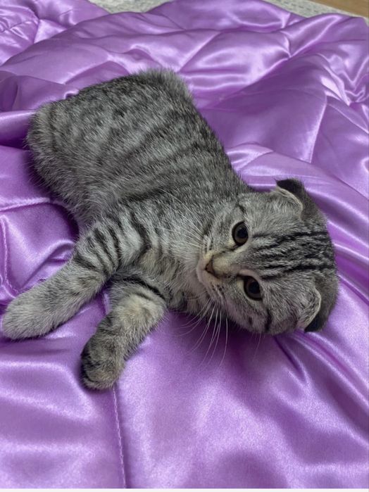 Шотландкая кошка