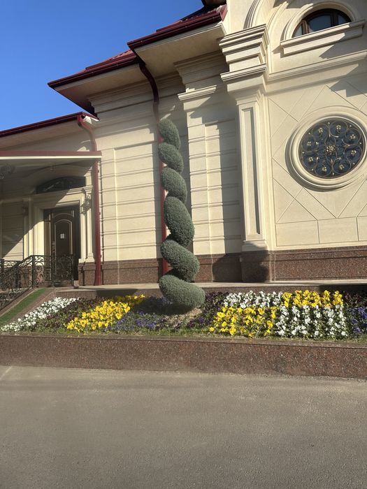 Саженцы сасна крымская мажевилник елка самшит туя  декаративние саженц