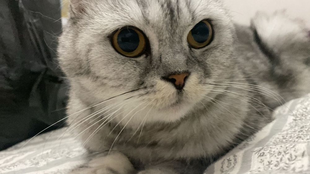 Ласковую кошку скоттиш в добрые руки