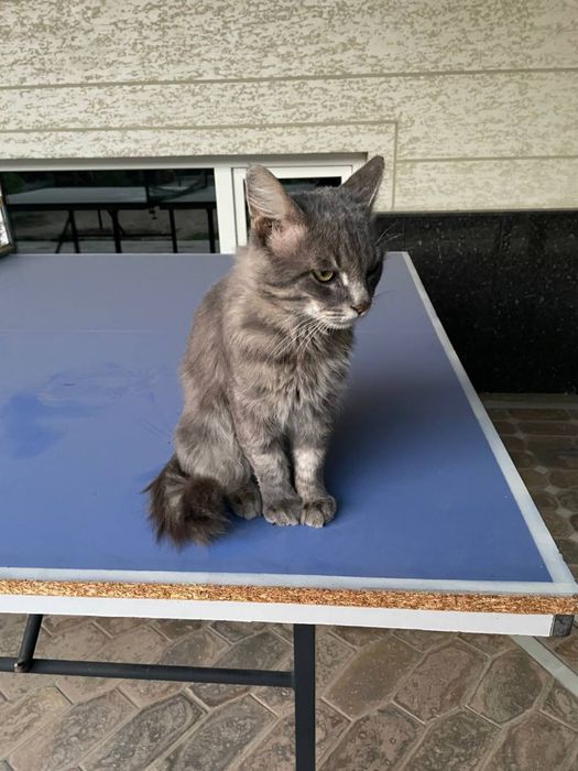 Пристраивается милый кот в надежные руки