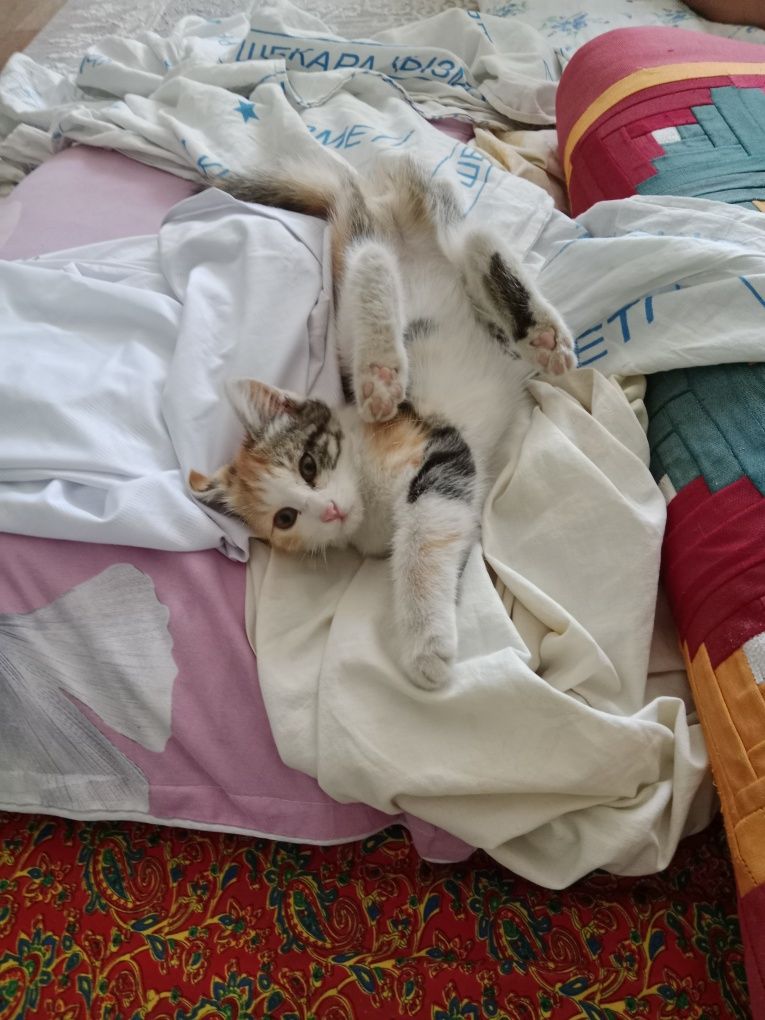 Кошка девушка классная