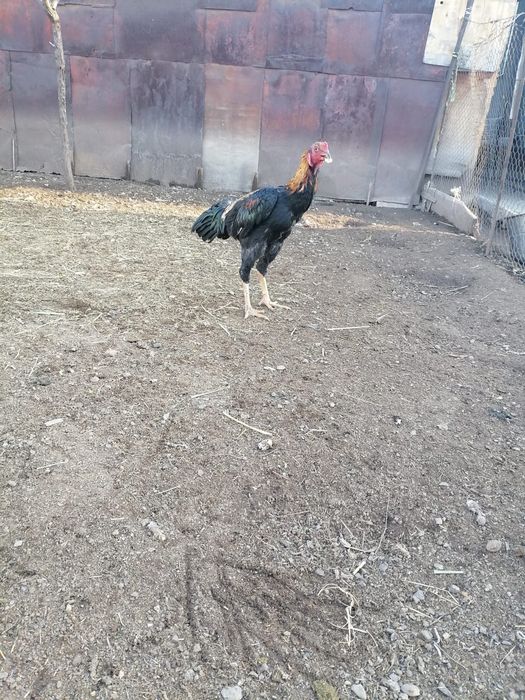 Срочно продам петуха дакан