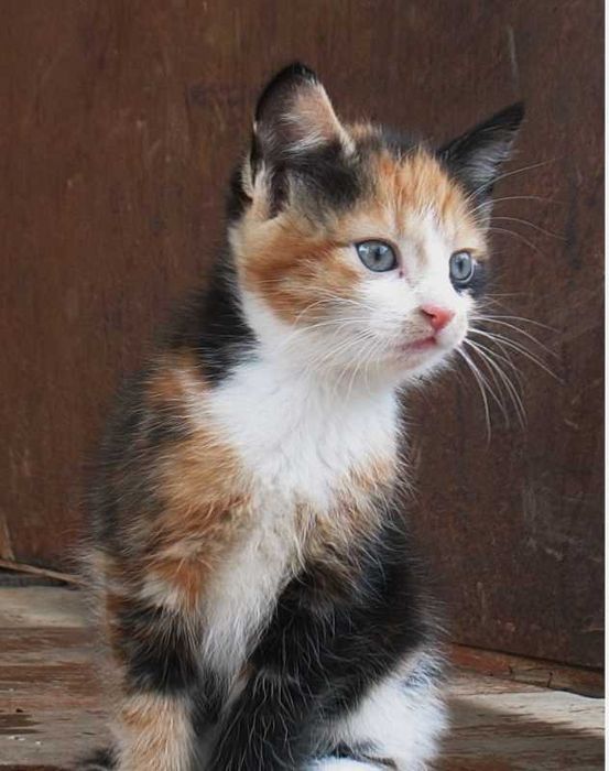 Отдам котят 1,5 и 3 месяца