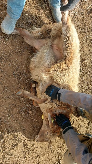 Продам баранов, токтылар