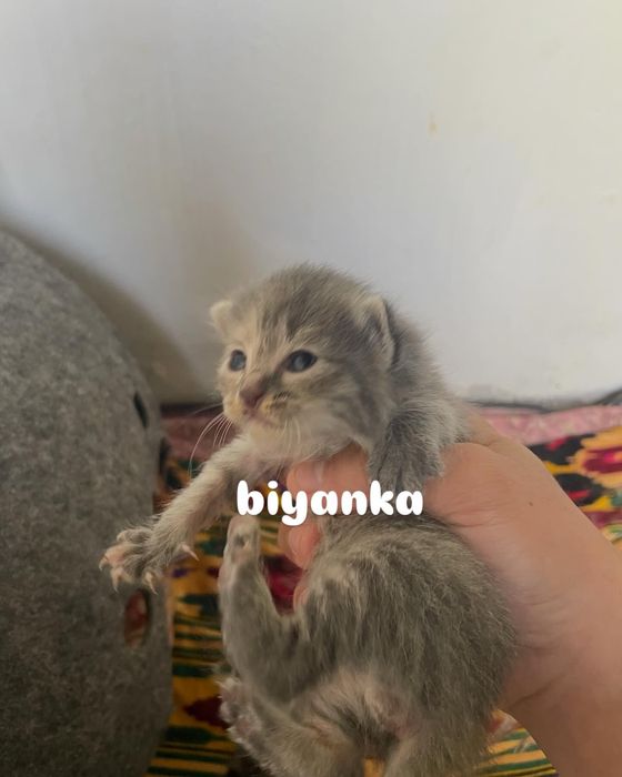 мейн-кун парода котята