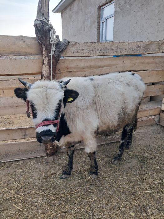 Бука сатамын семиз