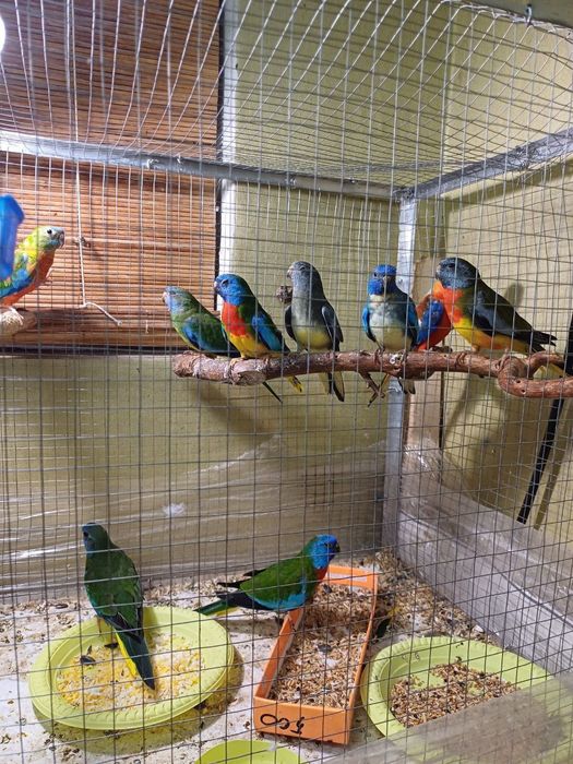 Папугай глянцевый