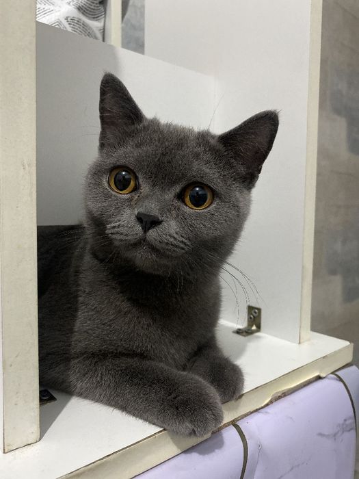 Кошка британка 1 годик