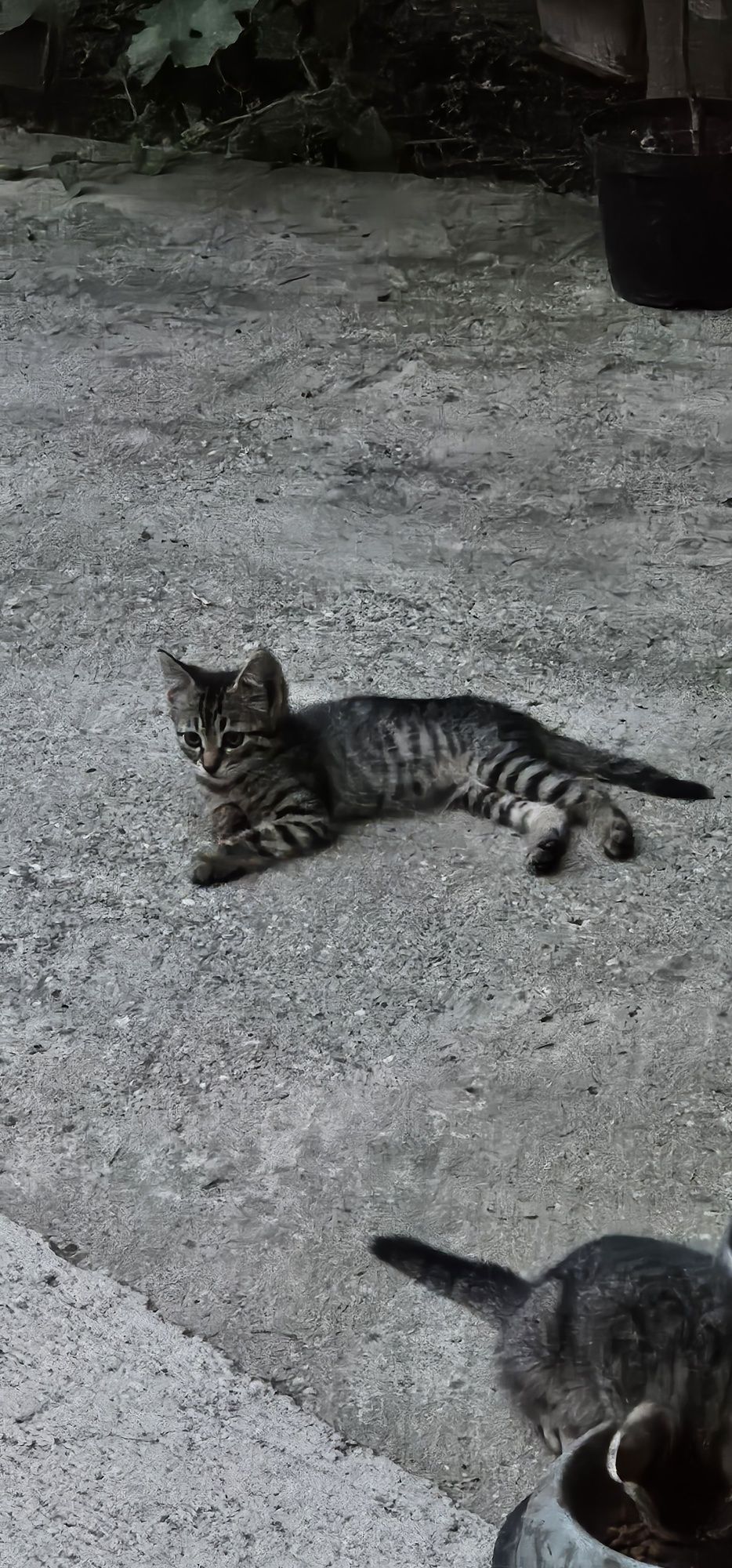 Pisicute 3 luni cauta stapani pe viata