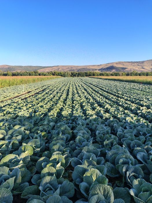 Varza de toamnă cu frunza subțire