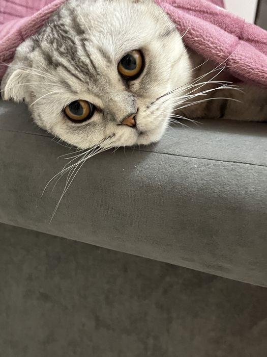 Мысық сатылады шотландский кот