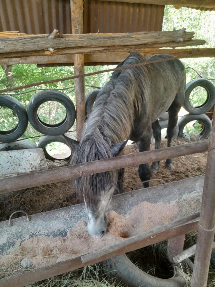 Лошади жылкы