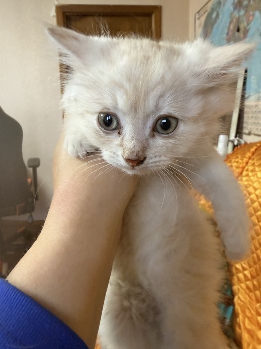 Отдам в добрые руки три кота