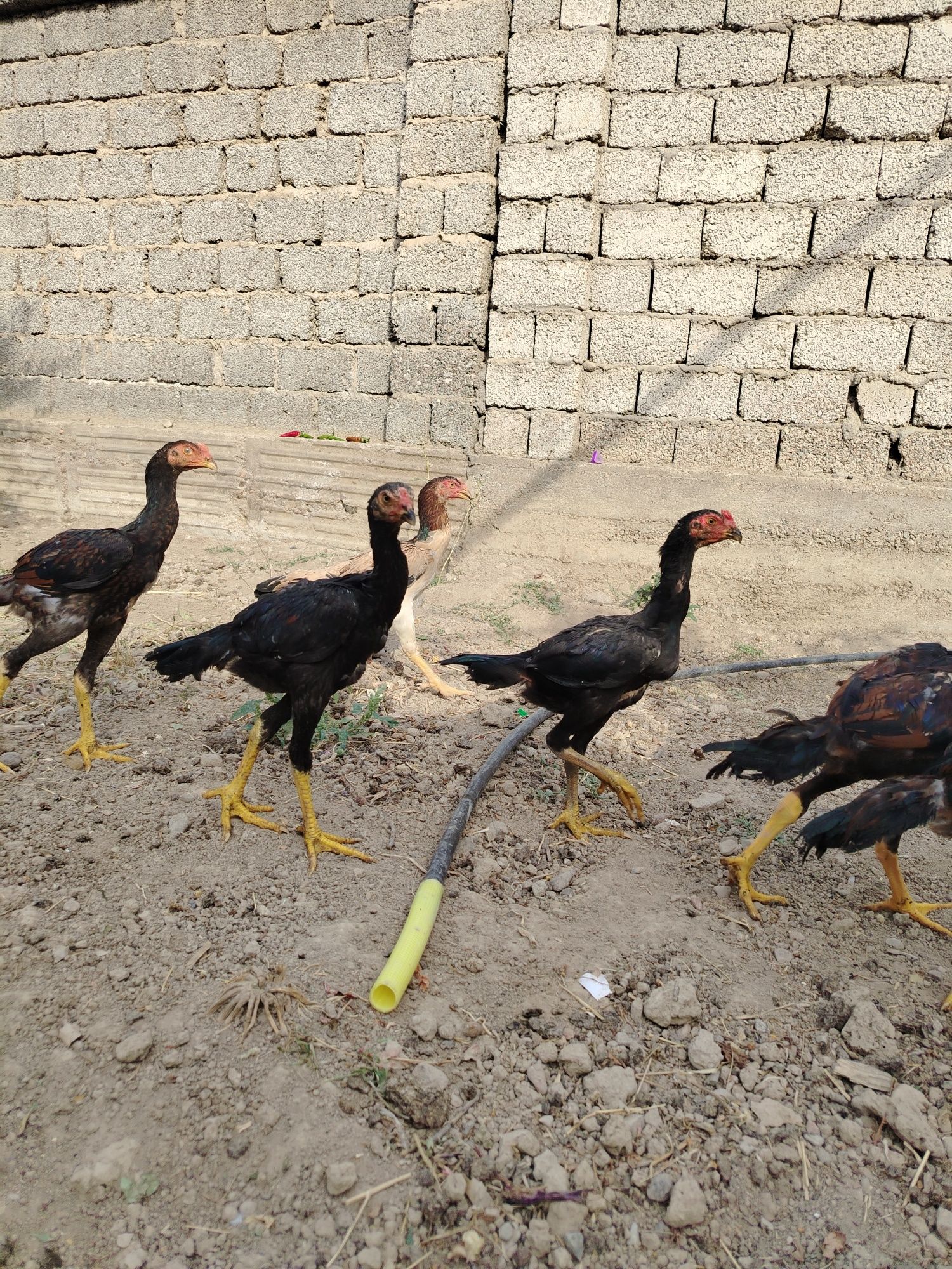 Dakan jo'jala sotiladi