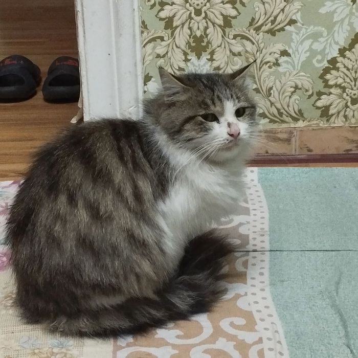 Кошка в добрые руки