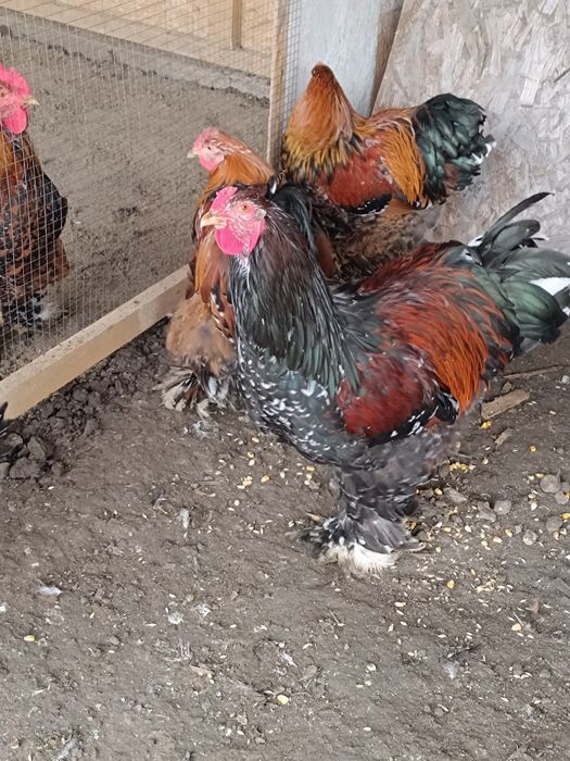 Cocos Brahma Porțelan