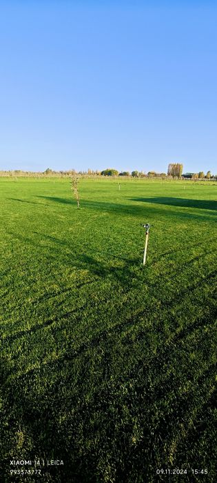 Fito - самый устойчивый к жаре ГАЗОН | Jazirama issiqqa chidamli GAZON